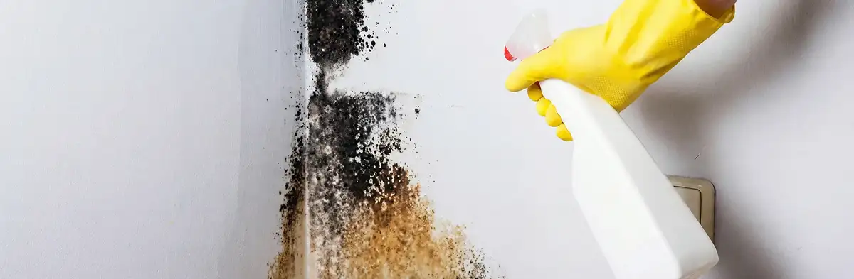 visible mold growth on an interior wall being treated during mold removal service in Sacramento, CA